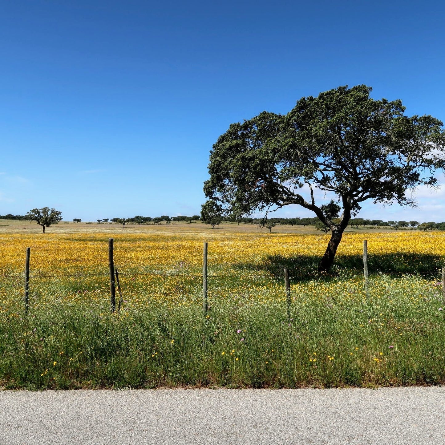 Alentejo Wine Country Bike Tour Guide-Routzz