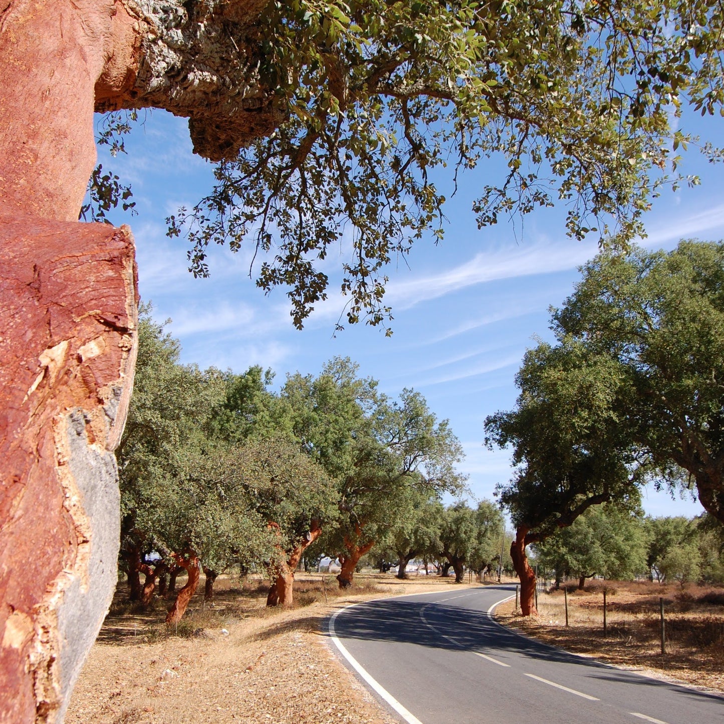 Alentejo Wine Country Bike Tour Guide-Routzz