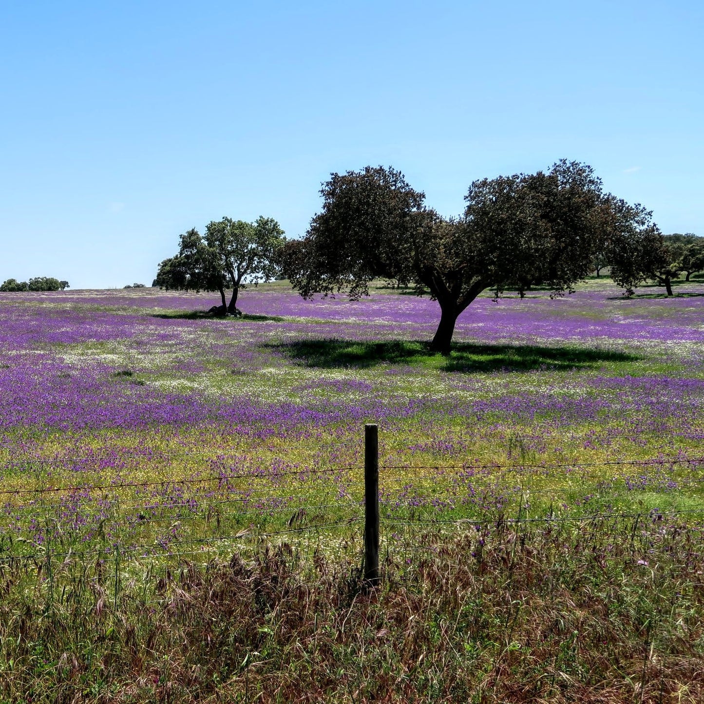 Alentejo Wine Country Bike Tour Guide-Routzz